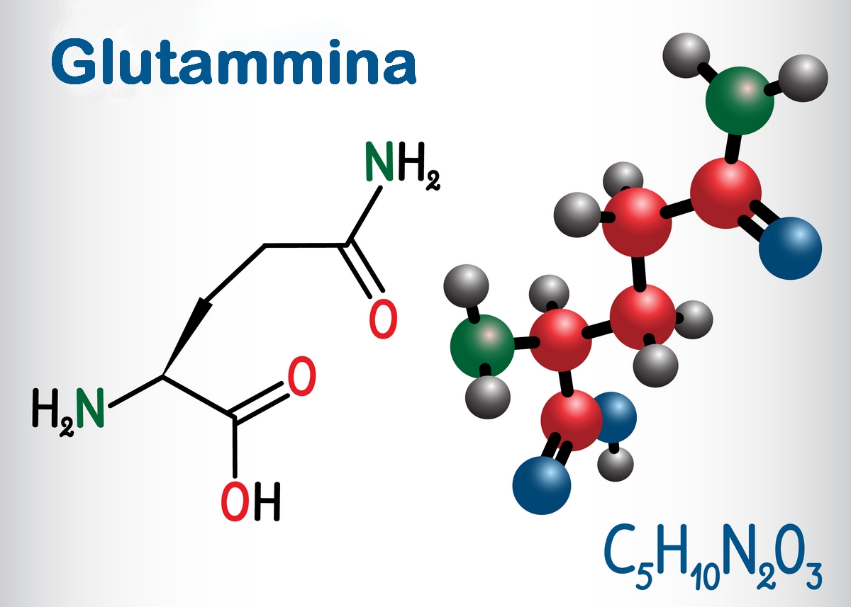 Glutammina - A cosa serve - Effetti collaterali - Dieta italiana